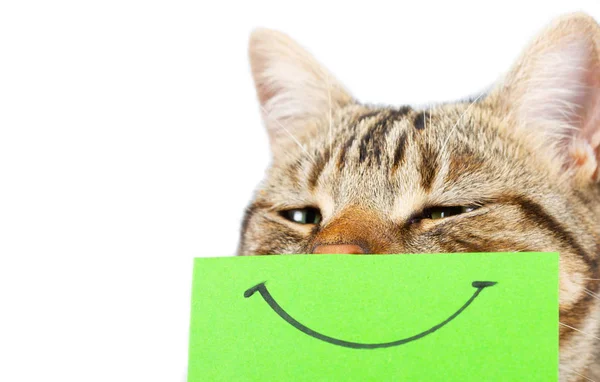 Gato Con Una Sonrisa Pintada Cartón — Foto de Stock