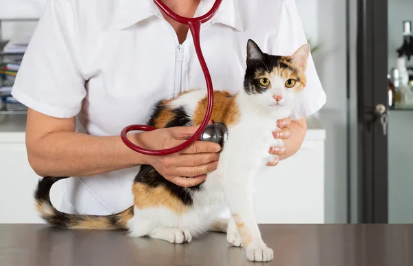Ветеринарная клиника с котенком — стоковое фото