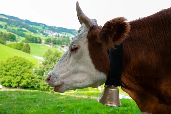 Rød frisisk ko - Stock-foto