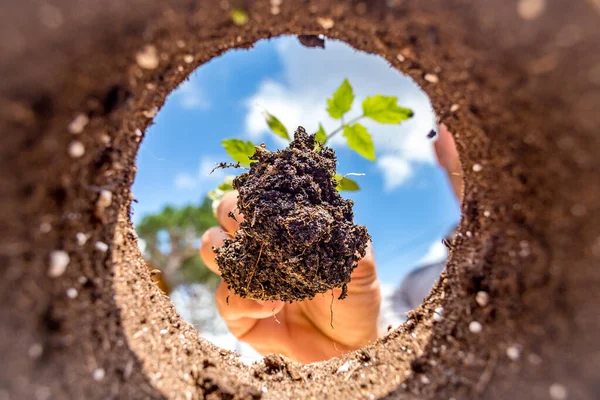 Plantar Una Planta Tomate Jardín Orgánico —  Fotos de Stock