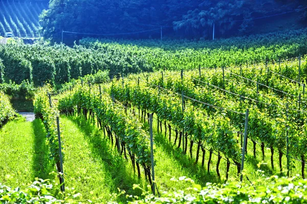 Vineyard Province South Tyrol Italy — Stock Photo, Image