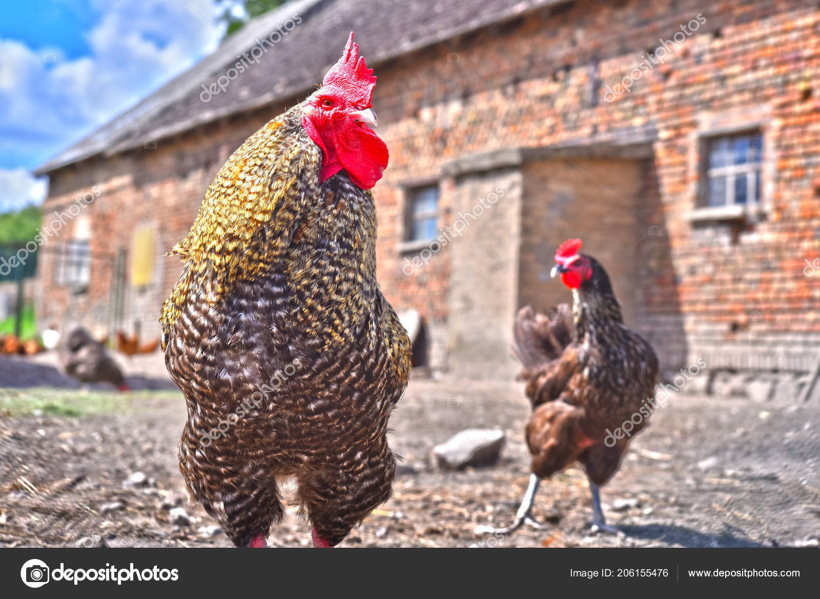kuřata s obrovským kohoutem