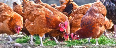 Geleneksel tavuk çiftliğinde tavuklar.