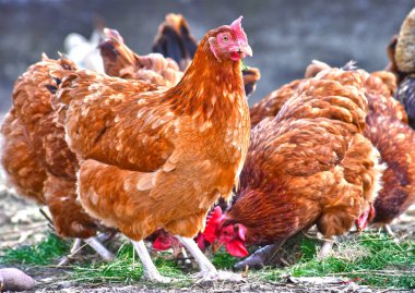 Geleneksel tavuk çiftliğinde tavuklar.