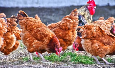 Geleneksel tavuk çiftliğinde tavuklar.