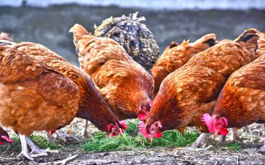 Geleneksel tavuk çiftliğinde tavuklar.