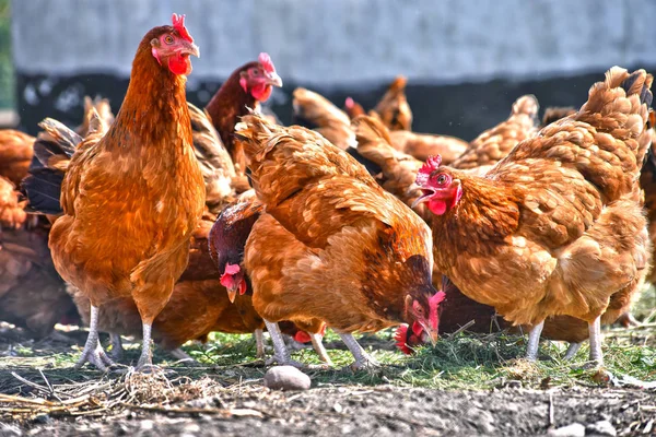 Găini Ferma Tradițională Păsări Curte Rază Liberă — Fotografie, imagine de stoc