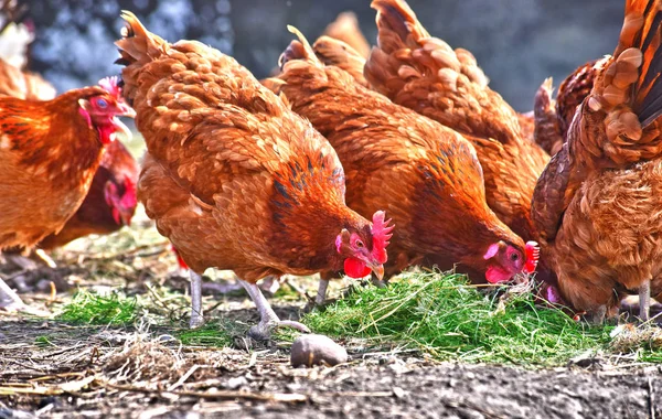 Pollos Granja Aves Corral Tradicional —  Fotos de Stock