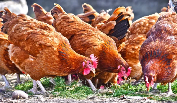 Kycklingar Traditionell Frigående Fjäderfäfarm — Stockfoto