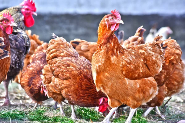 Kur Domácí Tradiční Drůbeží Farmě Volném Výběhu — Stock fotografie