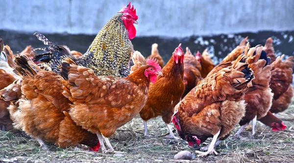 Kur Domácí Tradiční Drůbeží Farmě Volném Výběhu — Stock fotografie