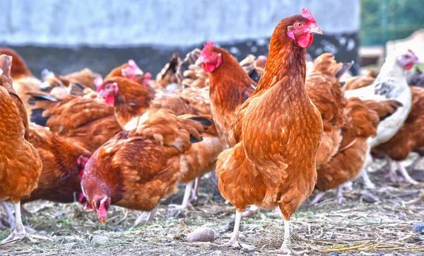 Csirkék Hagyományos Szabadtartású Baromfitartó Gazdaságban — Stock Fotó