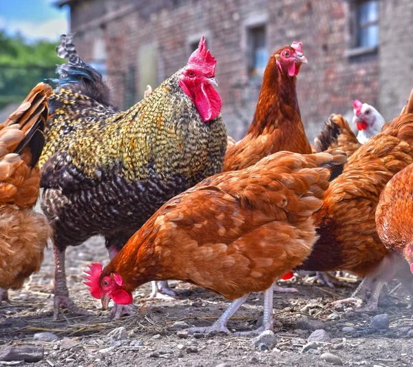 Chickens on traditional free range poultry farm.