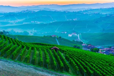 Üzüm bağları, Cuneo eyaletinde, Piedmont, İtalya.