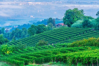 Üzüm bağları, Cuneo eyaletinde, Piedmont, İtalya.
