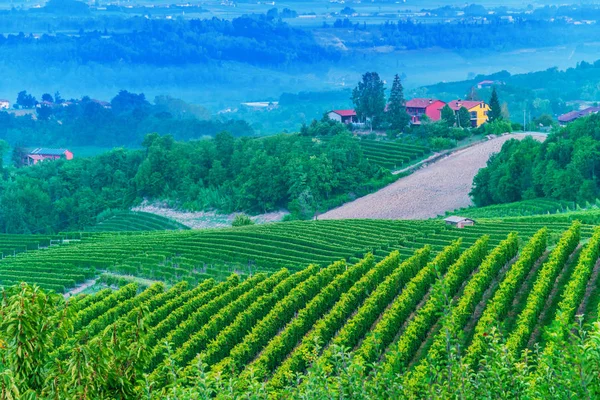 Viñedos Provincia Cuneo Piamonte Italia — Foto de Stock