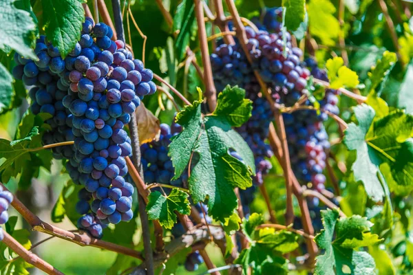 Wijngaarden Italiaanse Provincie Cuneo Piemonte Italië — Stockfoto