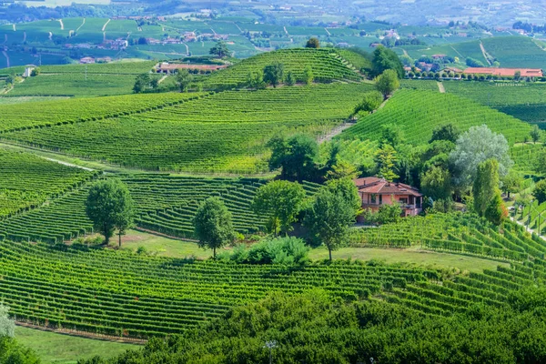 Vinhas Província Cuneo Piemonte Itália — Fotografia de Stock