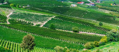 Üzüm bağları, Cuneo eyaletinde, Piedmont, İtalya.