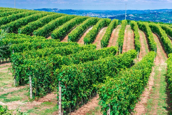 Vineyards Province Cuneo Piedmont Italy — Stock Photo, Image