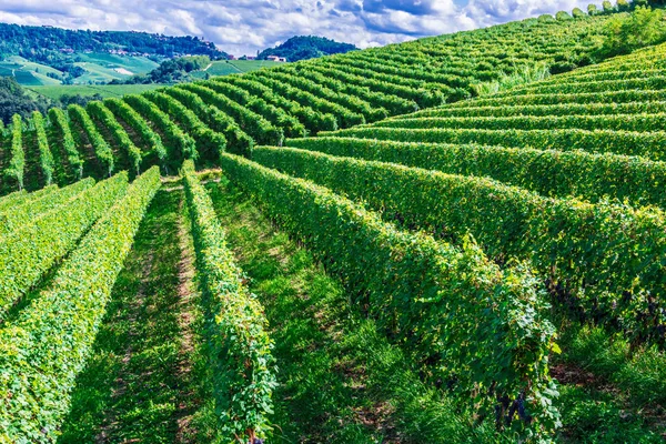 Vineyards Province Cuneo Piedmont Italy — Stock Photo, Image