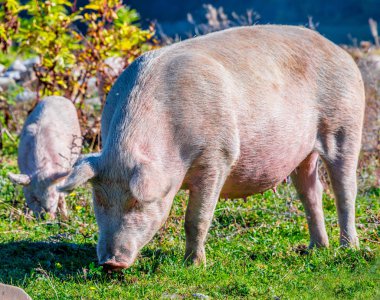 Geleneksel bir organik çiftlikte serbestçe otlatma domuzlar.