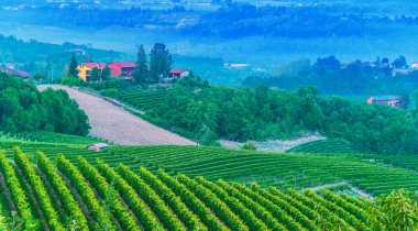 Üzüm bağları, Cuneo eyaletinde, Piedmont, İtalya.