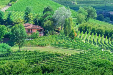 Üzüm bağları, Cuneo eyaletinde, Piedmont, İtalya.
