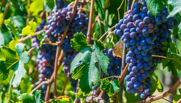 Weinberge Der Provinz Cuneo Piemont Italien — Stockfoto