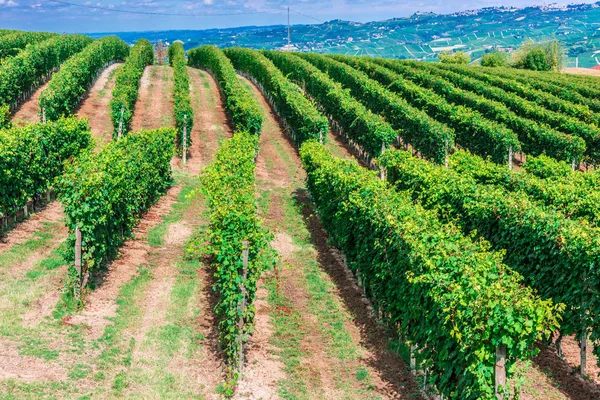 Vineyards Province Cuneo Piedmont Italy — Stock Photo, Image