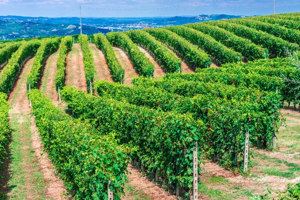 Vineyards Province Cuneo Piedmont Italy — Stock Photo, Image