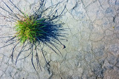 Toprak kuraklık döneminde kuru. Yağış eksikliği.
