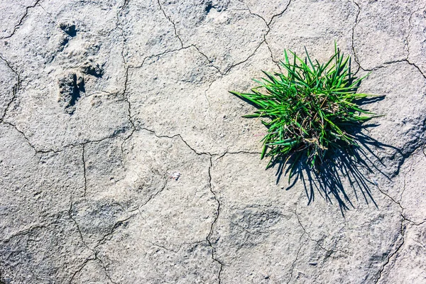 干旱时期的干旱土壤 降水不足 — 图库照片
