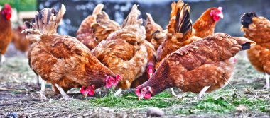 Geleneksel tavuk çiftliğinde tavuklar.