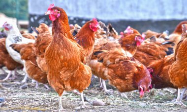 Geleneksel tavuk çiftliğinde tavuklar.