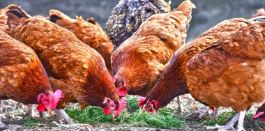 Geleneksel tavuk çiftliğinde tavuklar.