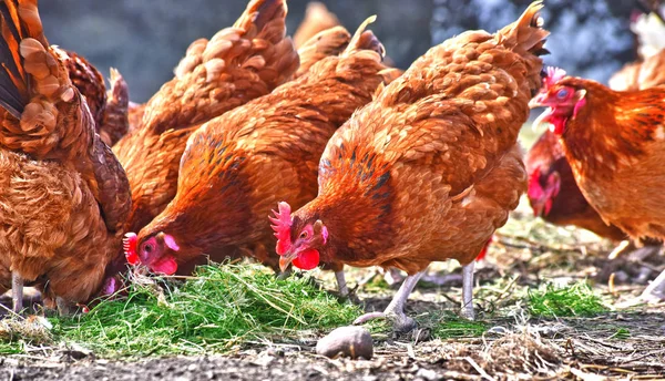 Kur Domácí Tradiční Drůbeží Farmě Volném Výběhu — Stock fotografie