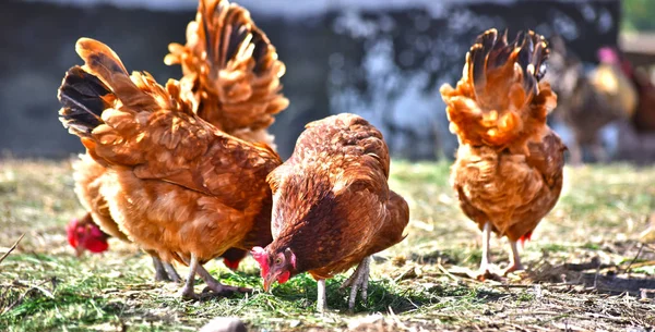 Geleneksel Tavuk Çiftliğinde Tavuklar — Stok fotoğraf