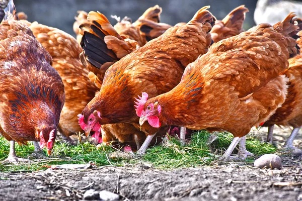 Kycklingar Traditionell Frigående Fjäderfäfarm — Stockfoto