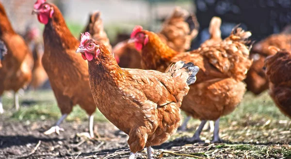 Geleneksel Tavuk Çiftliğinde Tavuklar — Stok fotoğraf