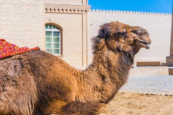 Chameau dans la rue de Itchan Kala, Khiva, Ouzbékistan — Photo