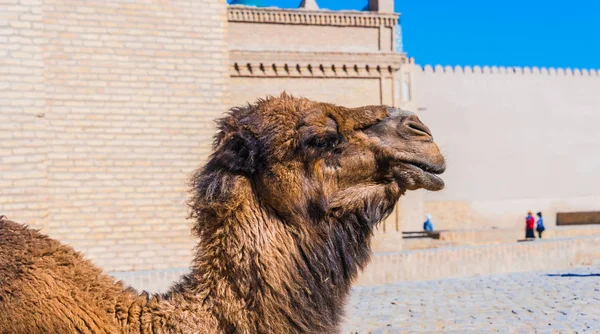 Velbloud na ulici Itchan Kala, Khiva, Uzbekistán — Stock fotografie