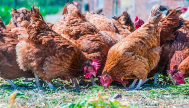 Geleneksel tavuk çiftliğinde tavuklar