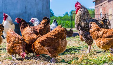 Geleneksel tavuk çiftliğinde tavuklar