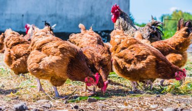 Geleneksel tavuk çiftliğinde tavuklar