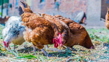 Geleneksel tavuk çiftliğinde tavuklar