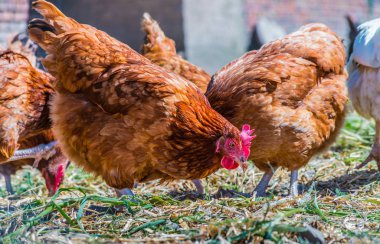 Geleneksel tavuk çiftliğinde tavuklar