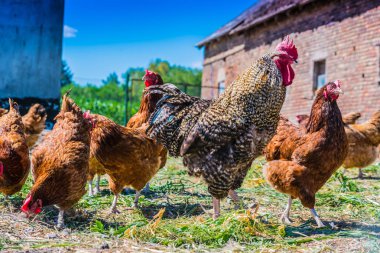 Geleneksel tavuk çiftliğinde tavuklar