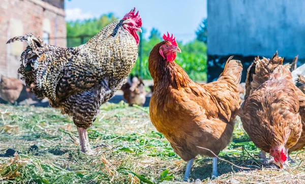 Pollos en granja de aves de corral tradicional —  Fotos de Stock