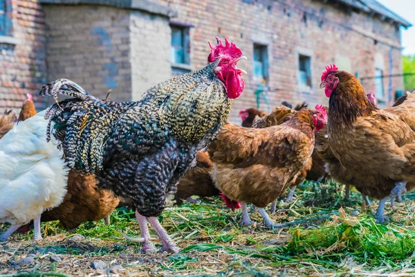 Geleneksel tavuk çiftliğinde tavuklar — Stok fotoğraf